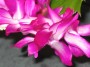 im002 * Cristmas orchid * 1600 x 1200 * (383KB)