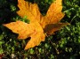 im008 * Canada's symbol - the Maple leaf * 1600 x 1200 * (733KB)